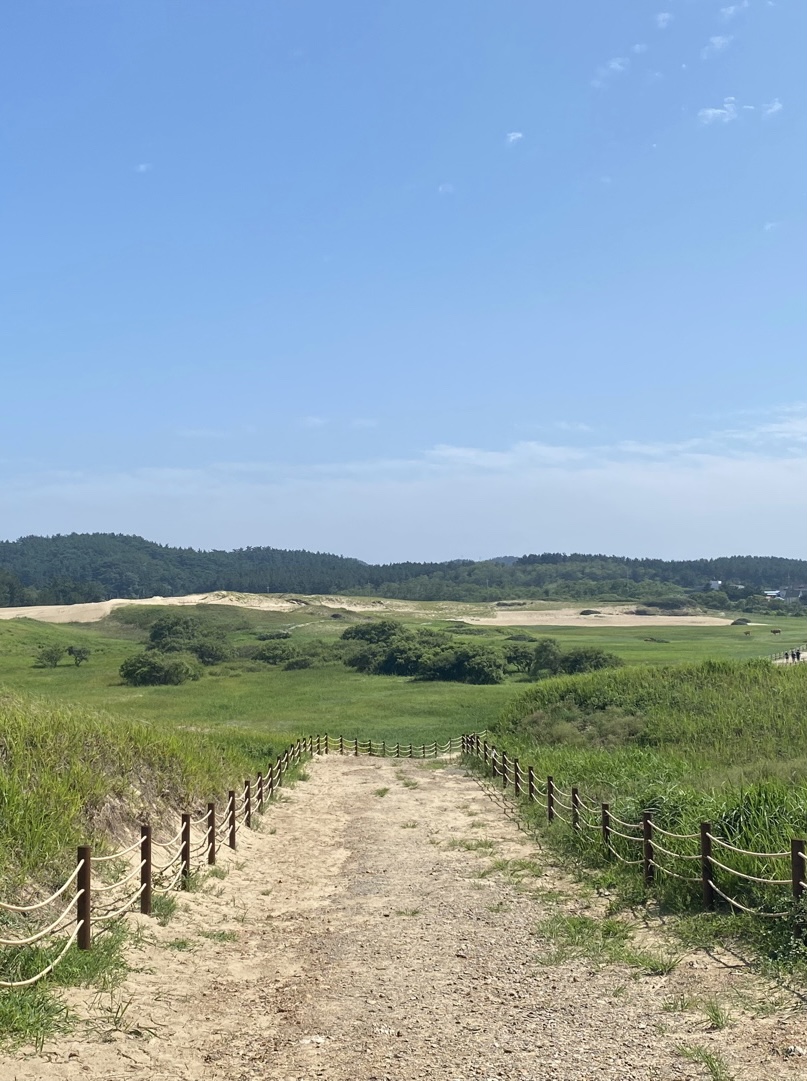 신두리 해안사구의 계절변화(여름)